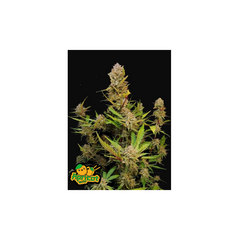 Apricot Auto, Фасовка: 3